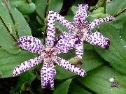 Tricyrtis The Dutchess